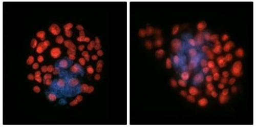 Microgravity exposure (right) changed the number of fetal cells in the embryo Microgravity exposure (right) changed the number of fetal cells in the embryo